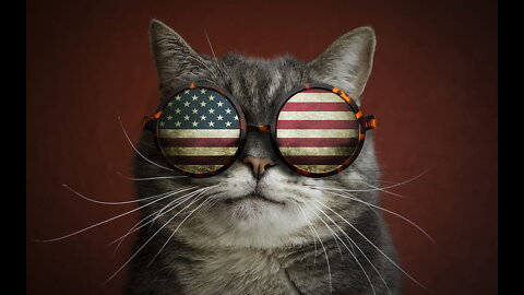 Funny cat's moments usa