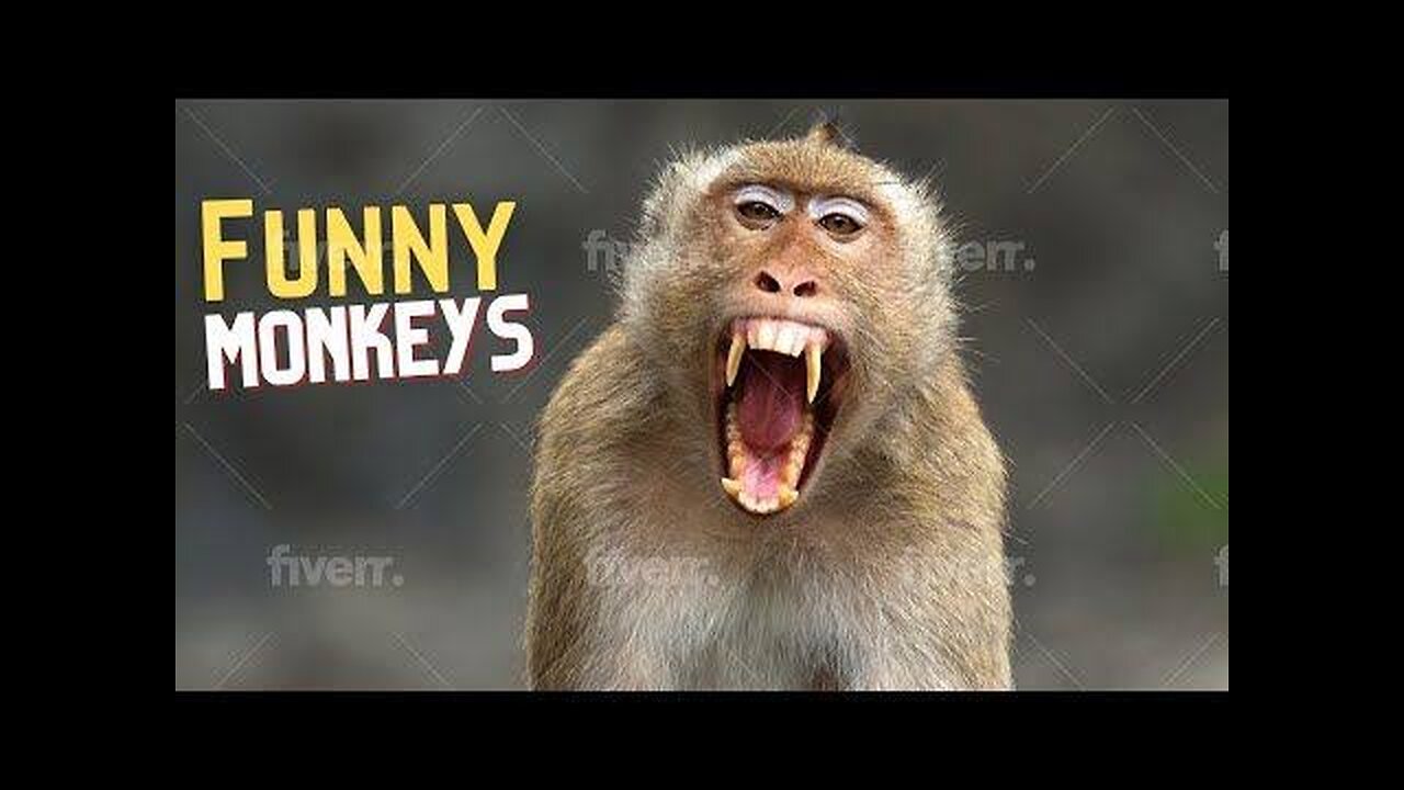 Funniest Monkey cute and funny monkey videos (Copyright Free) Full HD 😂🤣