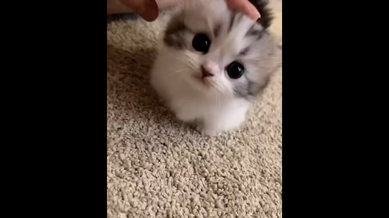 What a cute kitty 😍