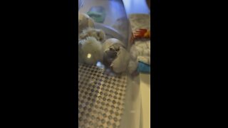 Silkie chick