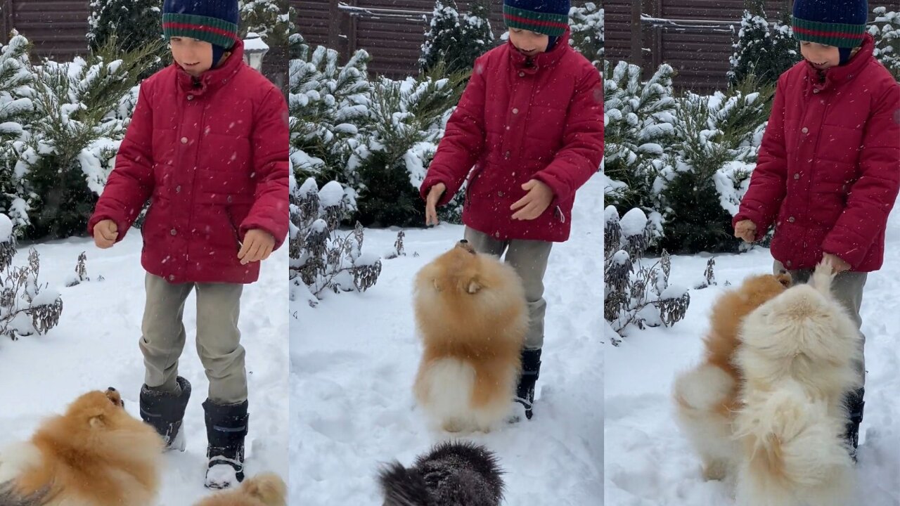 Boys and puppies playing in the snow is a winter wonderland.