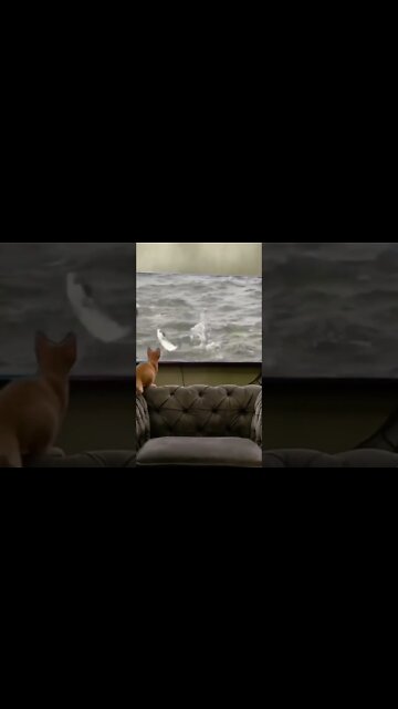 cat want hunting fish 🐠🐠🐠#short #funnyvideo #cuteanimals