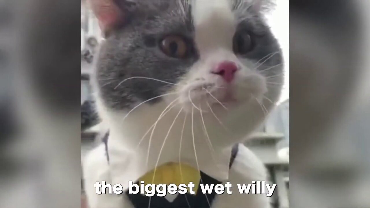 Cats talking ! these cats can speak english better than hooman ! (funny cats video)