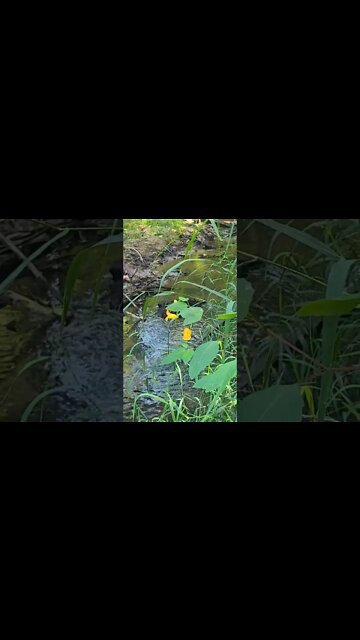 Touch me not flower by the stream