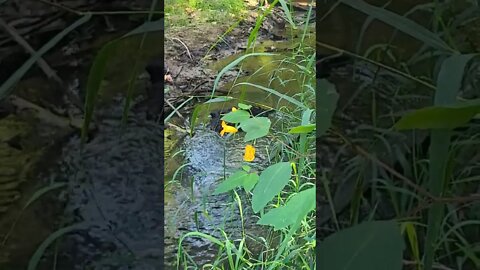 Touch me not flower by the stream