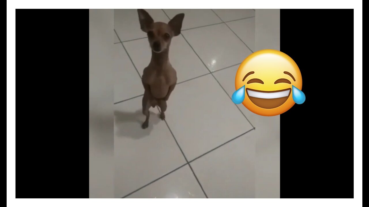 HAPPY DOG DANCING 🤣🤣