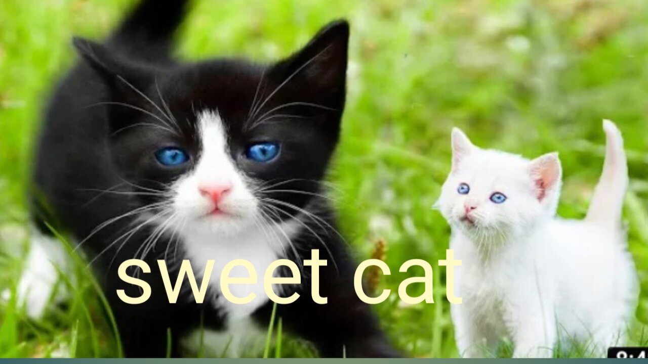 #shorts cat meme & kitten (tik tok video] - funny cats meow baby cute compilation [cat-cash home)