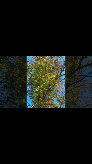 Chestnut Tree transitioning to Fall 🍂