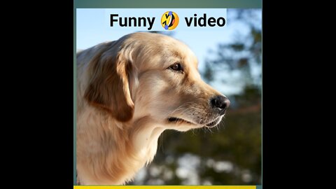 Animals Funny 🤣 video cock & dog funny Fighting