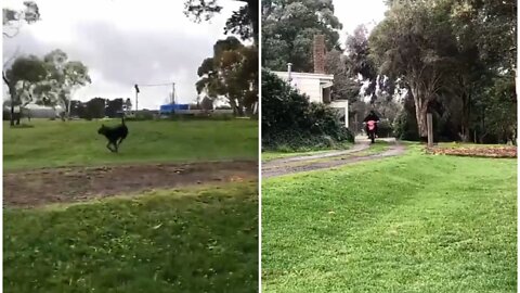 Dog massive try to capture bike