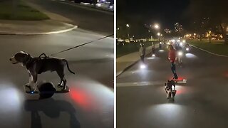 Unleash The Fun: Dog Flawlessly Rides Onewheel