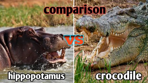 hippopotamus vs crocodile | animals comparison