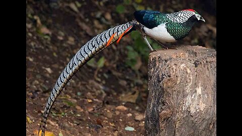 Birds Playing in Nature