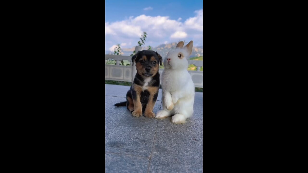 Cute moment by dog