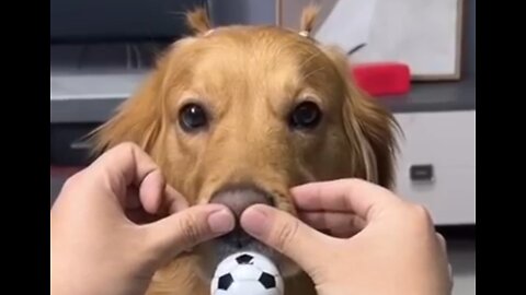 Funny dog video clip