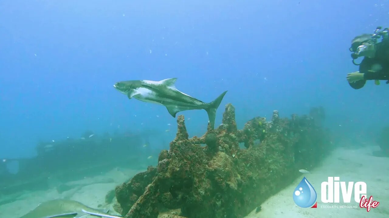 Uma Raia Prego e um enorme Beijupirá no naufrágio Pirapama - Recife / PE