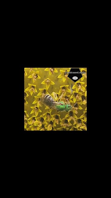 #sunflower #honeybee #insects - #catshobbycorner