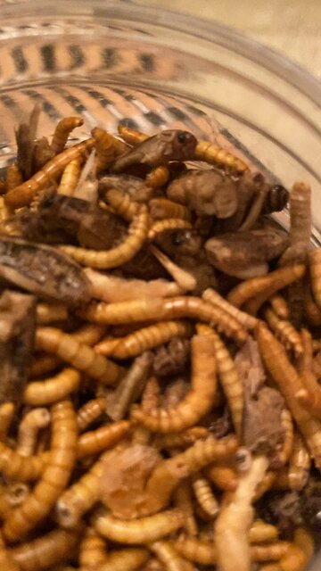 You will eat da bugs