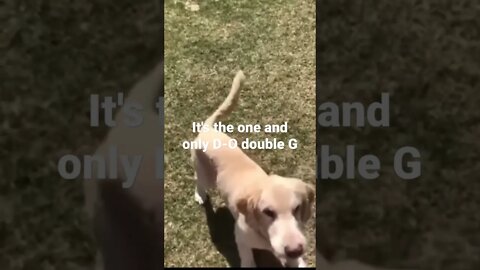 MEME is the one and only D-O double G #shorts