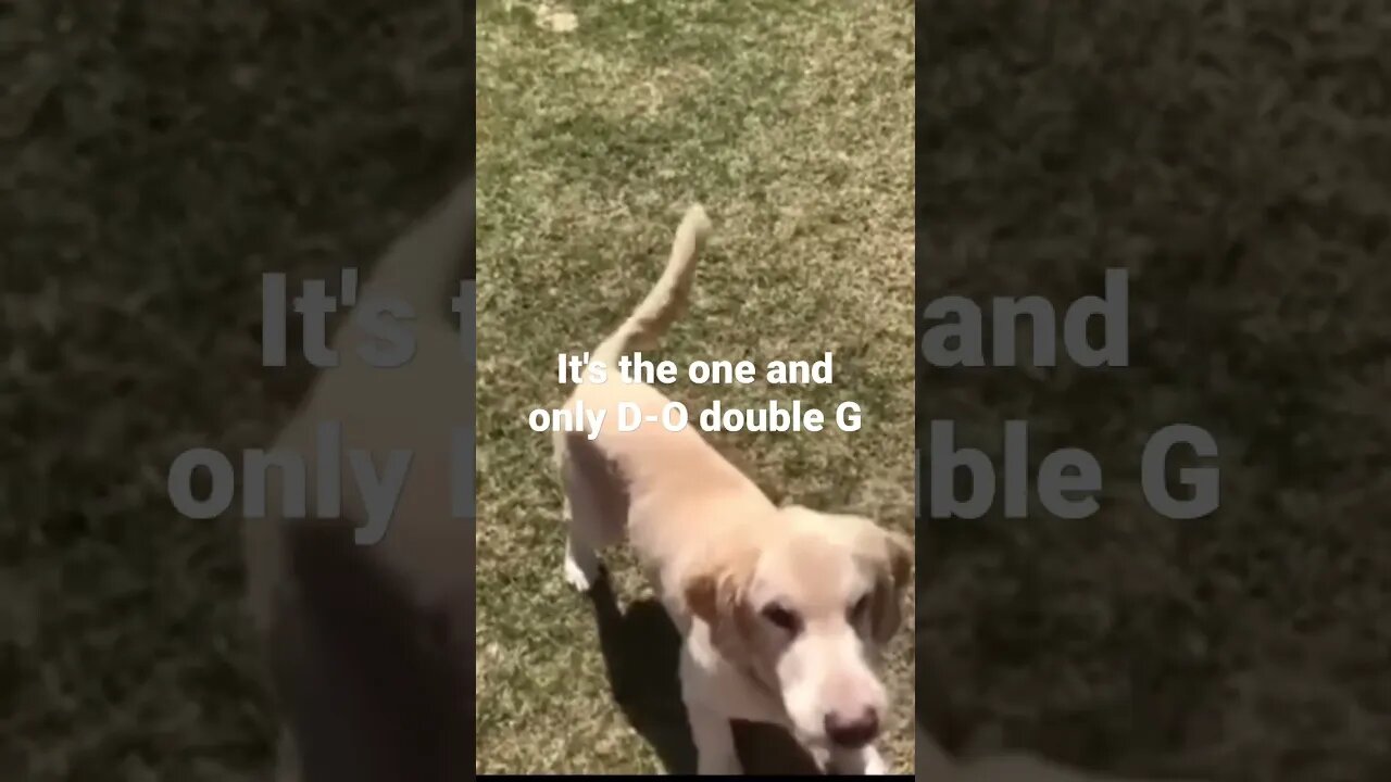 MEME is the one and only D-O double G #shorts