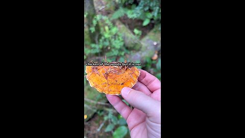 False chicken of the woods / Not Edible #explore #forest #hiking