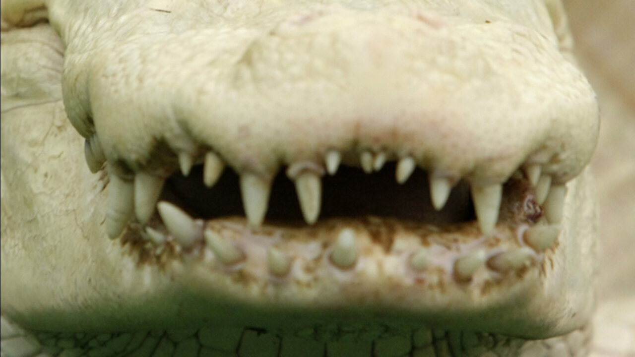 595. BOHEMIAN GROVE LIZARD MAN STORY