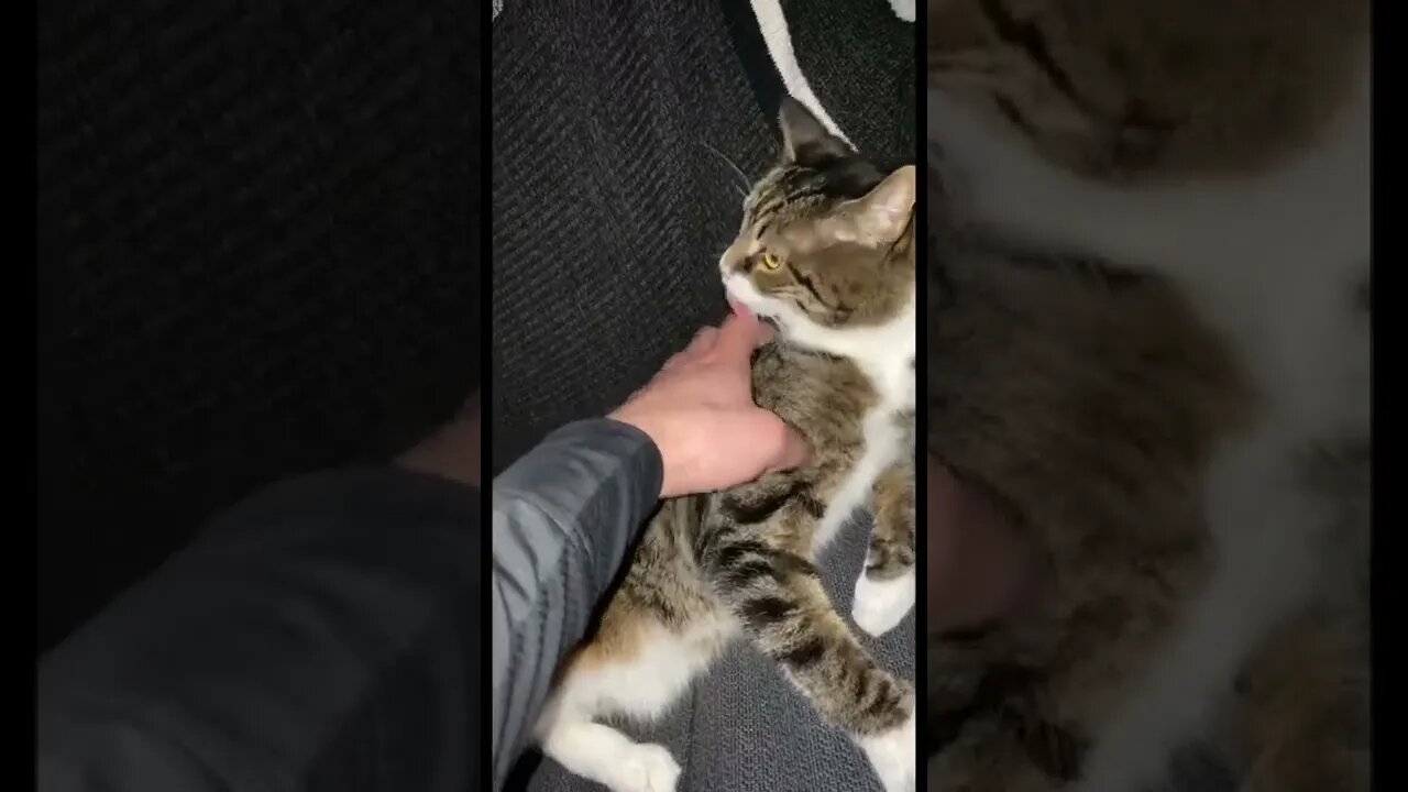 Cat giving kisses while I pet her