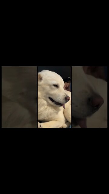 Dog was like you don’t wear these as much anyways 😂😂