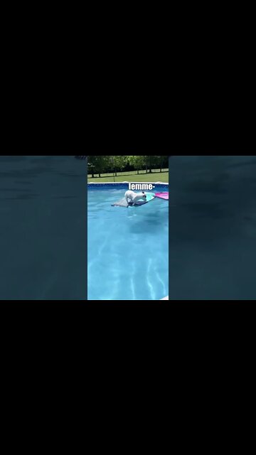 Doggo vs Swimming Pool | Watch Till the End😂