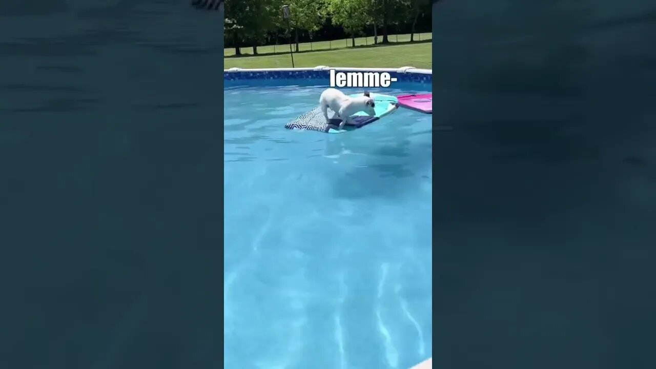 Doggo vs Swimming Pool | Watch Till the End😂