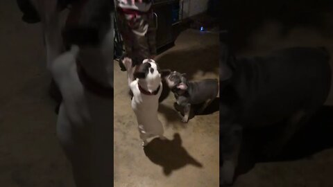 These Dogs Got No HOPS! 🤣😂🐶 #shorts
