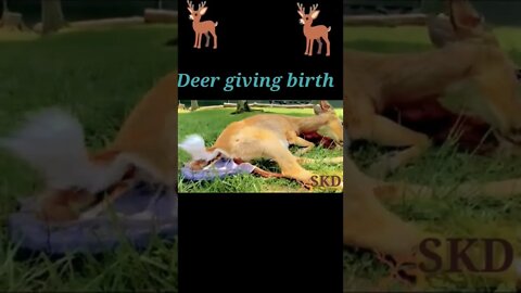 Deer giving birth 🦌#shorts #youtubeshorts #shortvideo