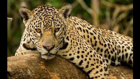 JAGUAR CASAL brazilian fauna wetlands Amazon Brazil