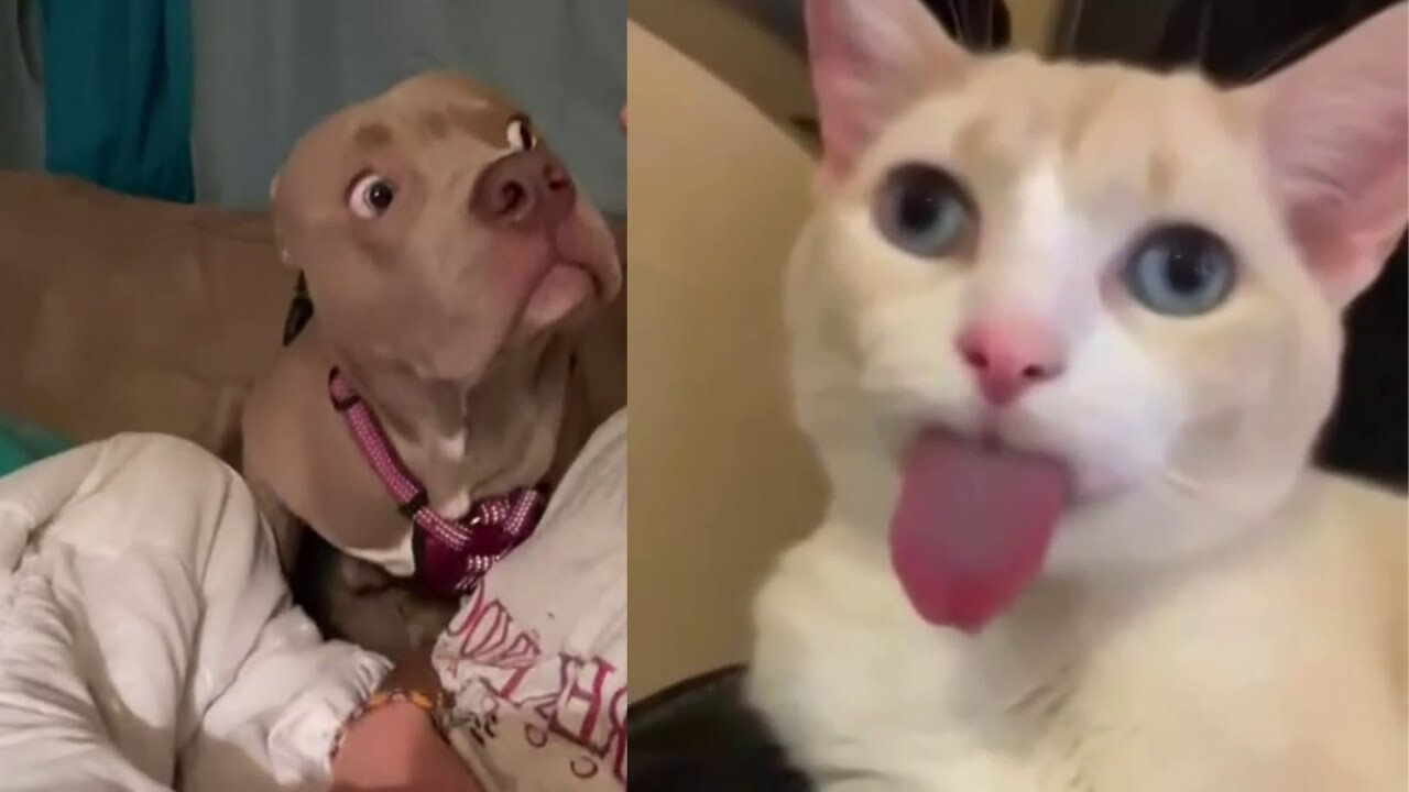 IT'S AMAZING FUNNY DOGS AND CATS