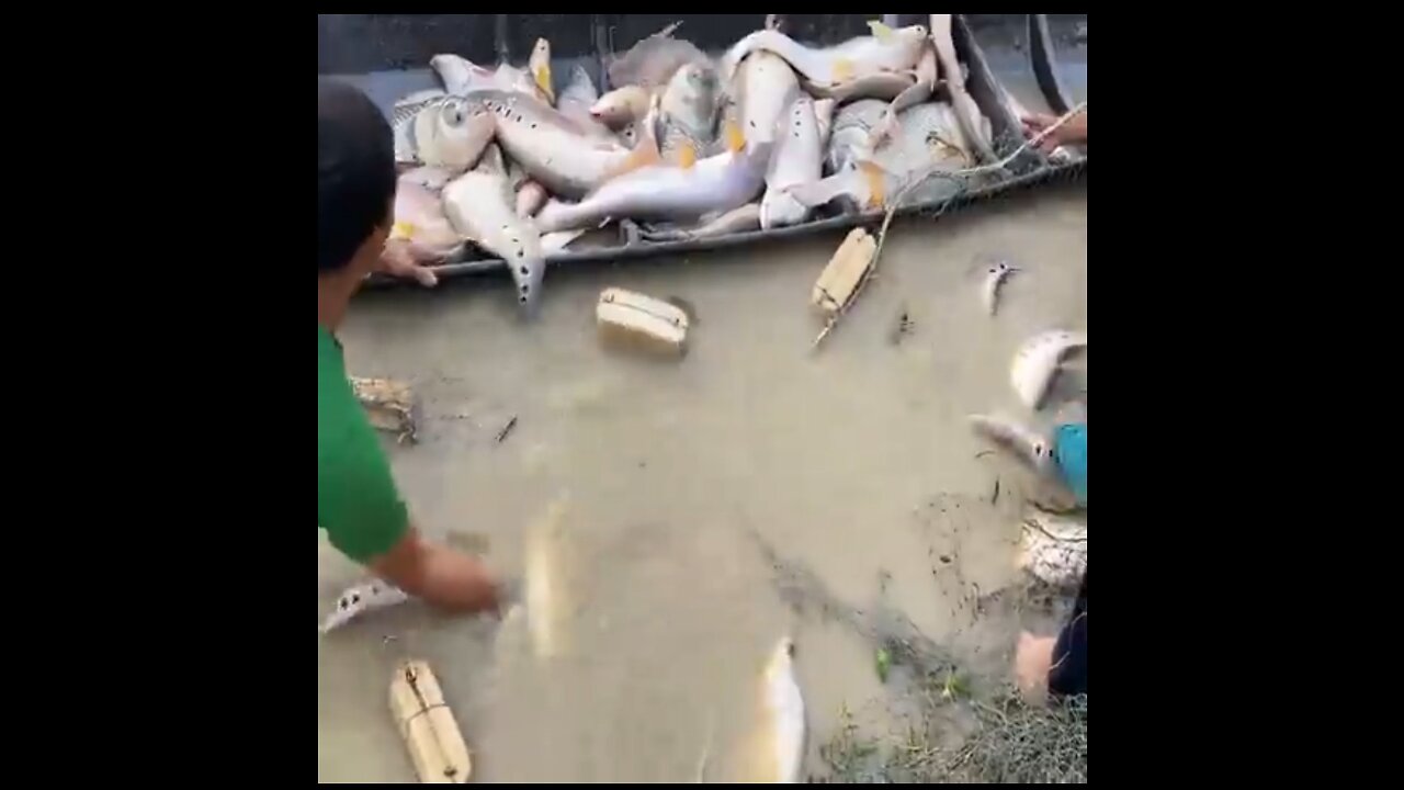 A man Catching Fishes from pond😯😯
