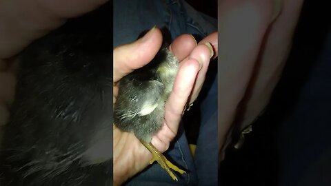 3 day old chick napping in my hand