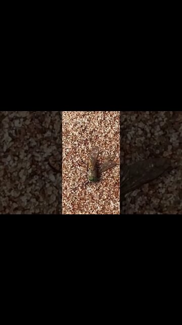 I slapped the crap out of this horse fly