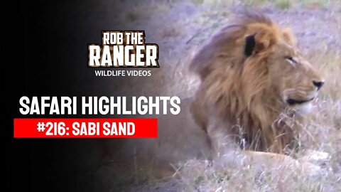 Safari Highlights #216: 05 - 08 July 2013 | Sabi Sand Nature Reserve | Latest Wildlife Sightings