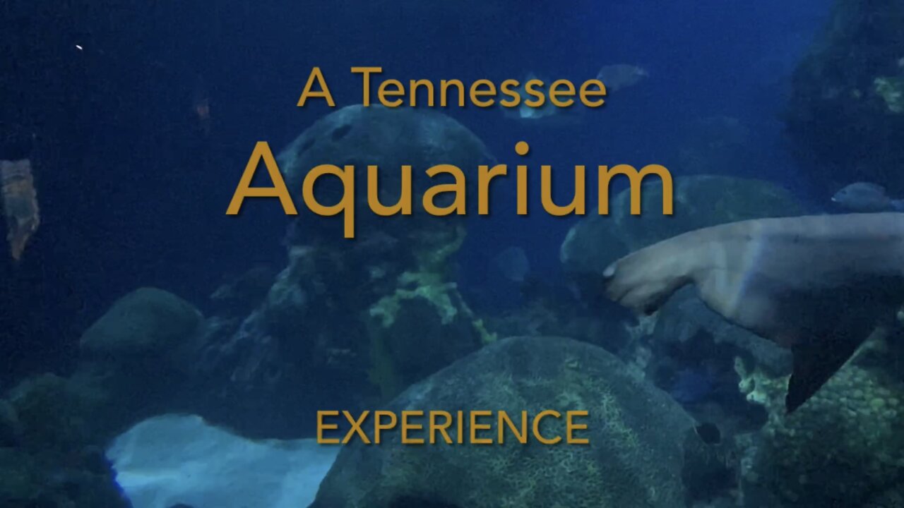 A Tennessee Aquarium Experience