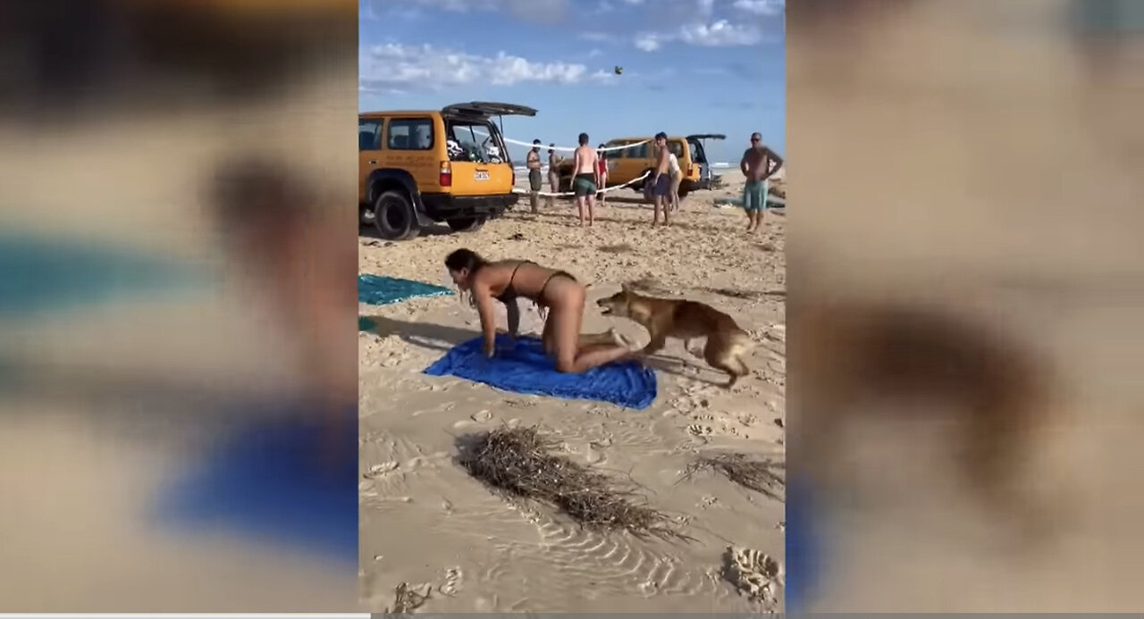 Australia: Dingo bites sunbathing tourist in Queensland