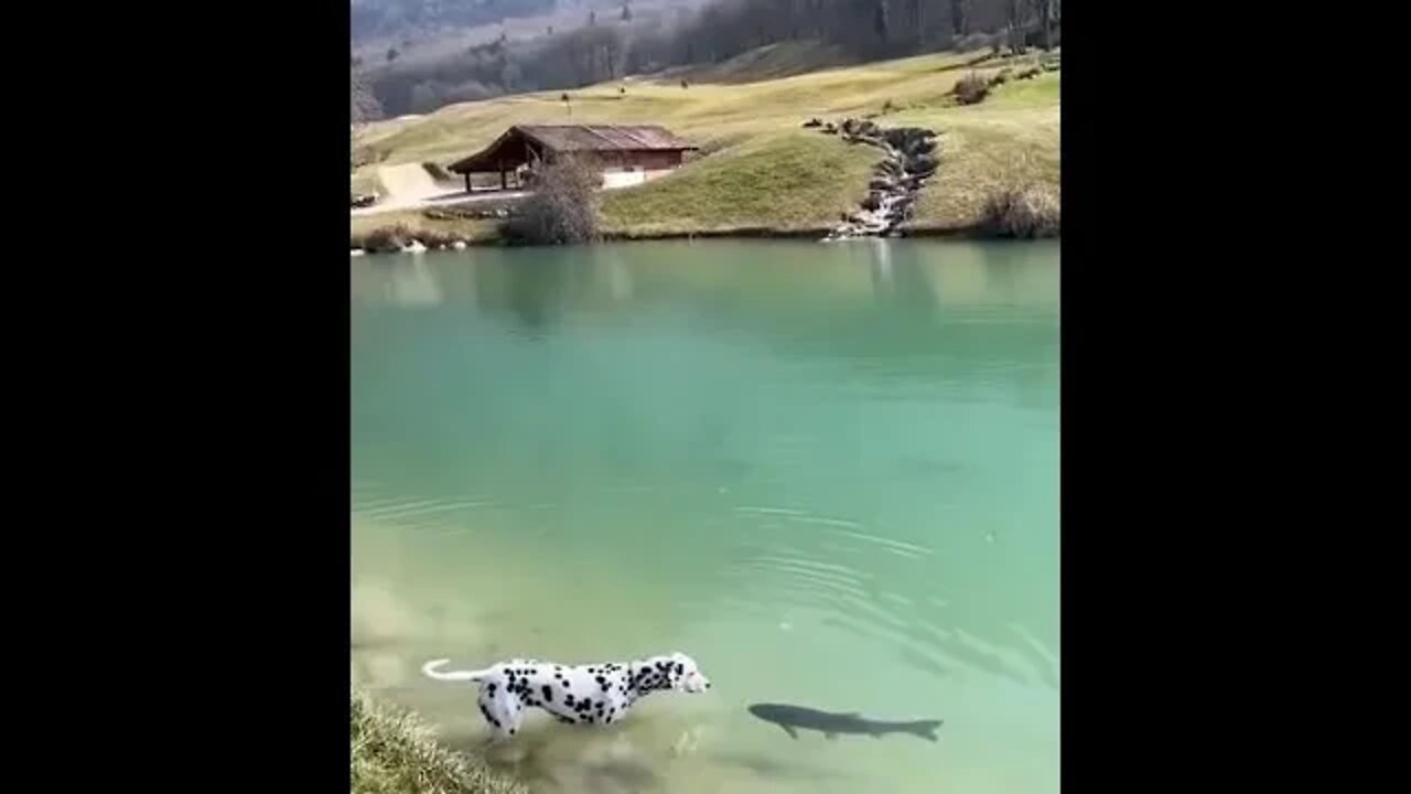 Dog meet fishy new friend