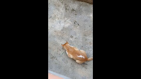 Cat doesn't like to filmed