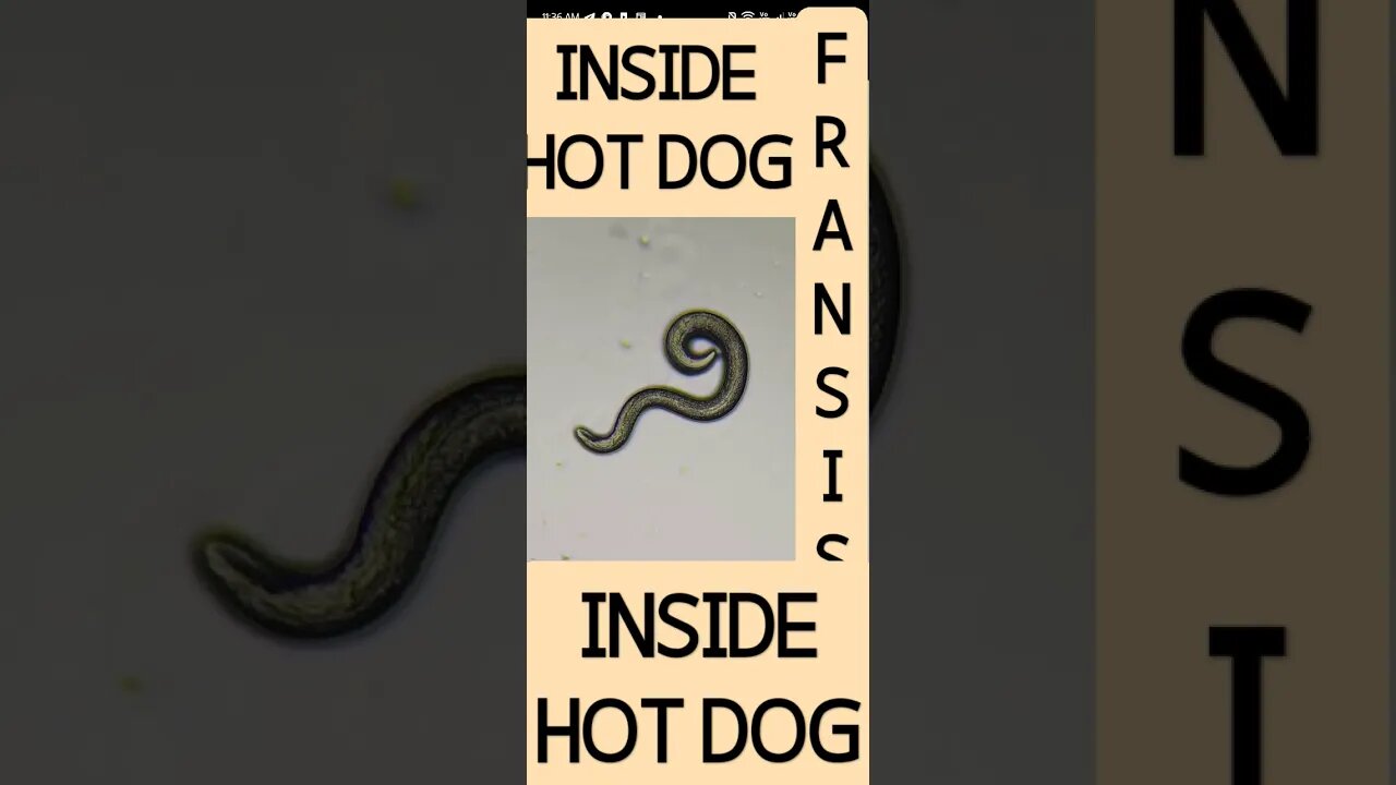 inside hot dog