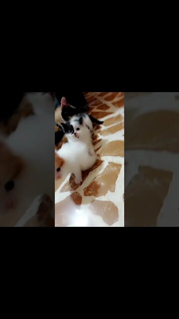 Persian Cats 😺#cutecat #shorts #youtubeshorts #shorts