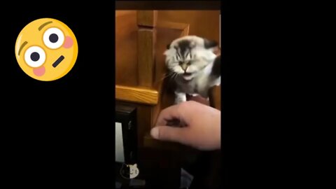 Best Funniest Pet Videos - Best Funny Animal Videos Compilation! #5
