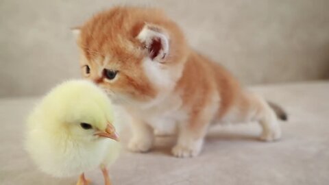 Kittens walk with a tiny chiken