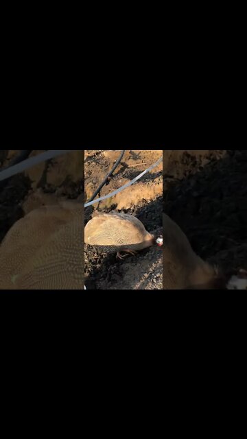 Chocolate guinea fowl enjoying second day free range with new flock