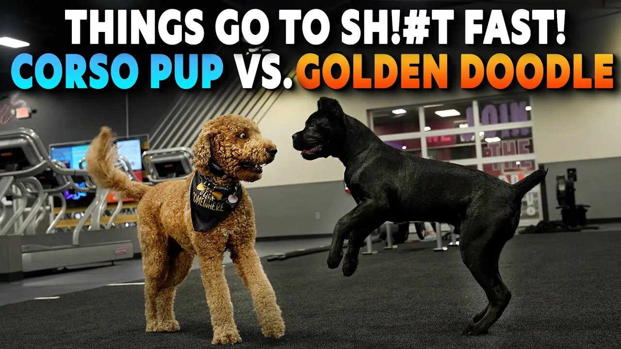 Things Go To SH!#T FAST: Cane Corso Puppy Vs. Golden Doodle