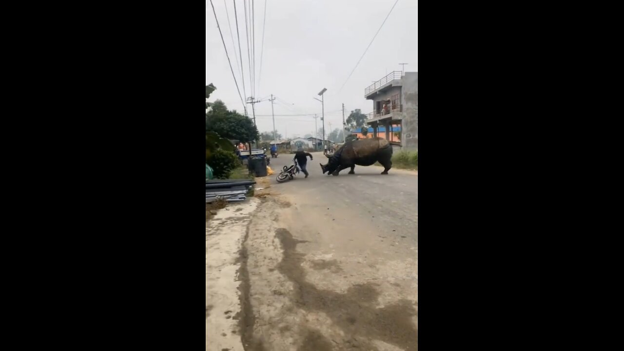 Rhino chasing humans