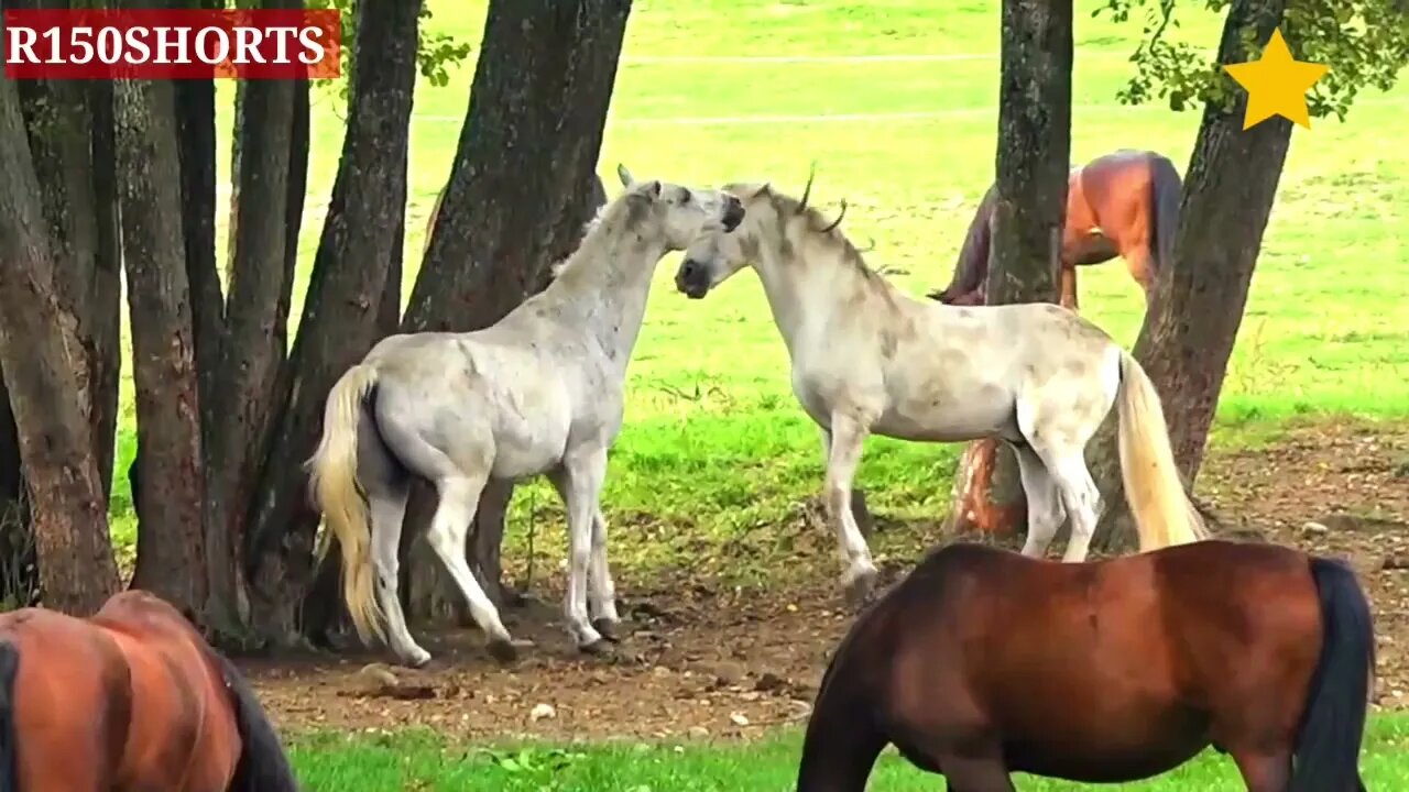 Horse Cute Video, Horse Funny Video,Cute Moments Of The Horses#r150shorts #youtubeshorts #animals